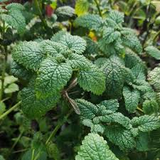 Avantages pour la santé de la Mélisse 