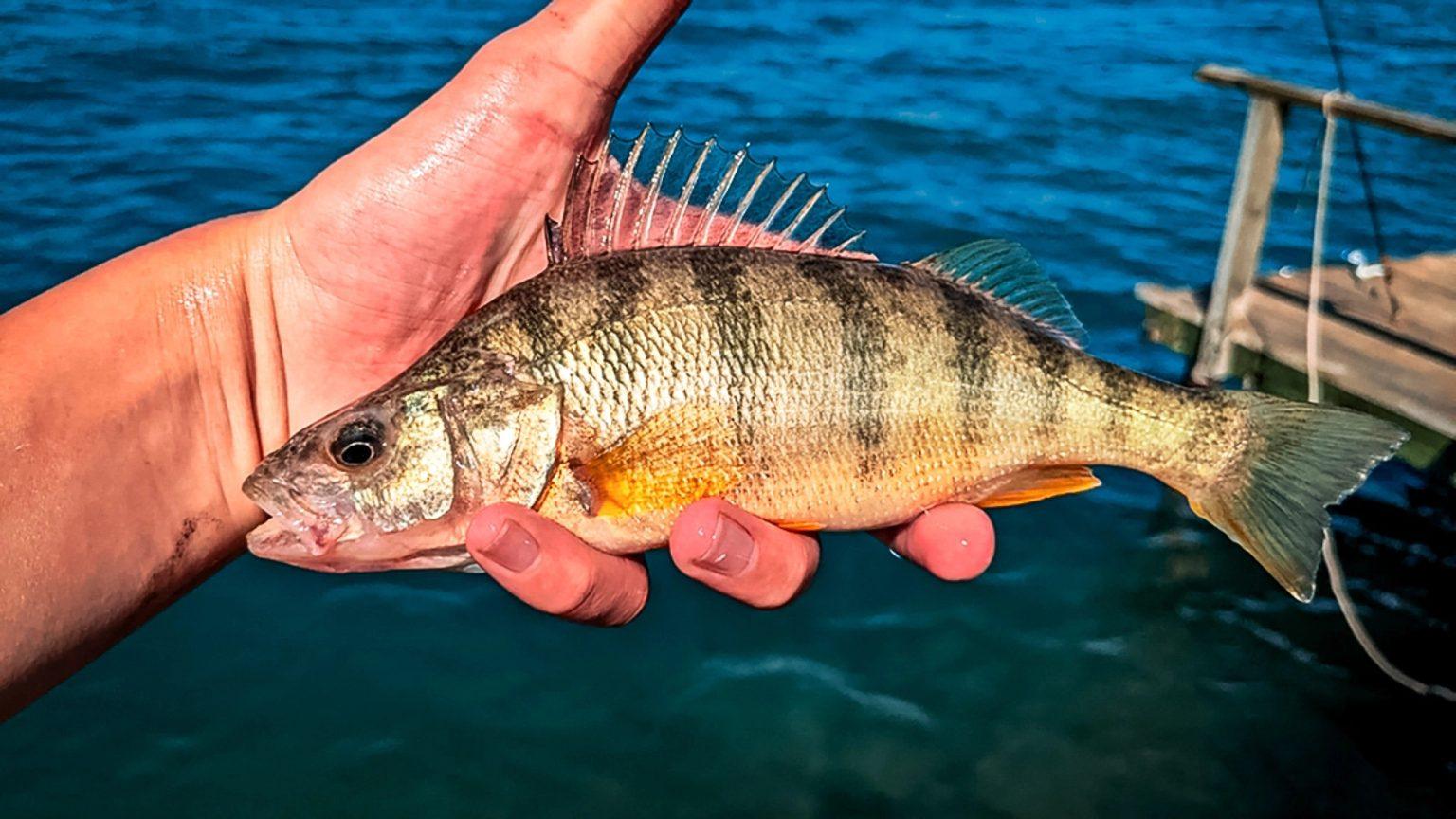 They Reason Fish Appearance and Features of Yellow Perch Fish - Agric4Profits