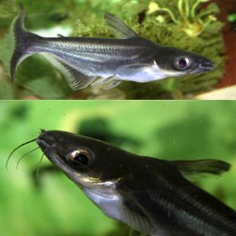 Panash Fish Appearance, Features and Farming Guide of Pangasius Fish - Agric4Profits