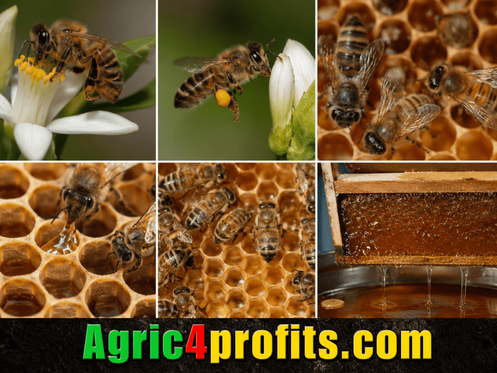 Comment Les Abeilles Fabriquent Le Miel