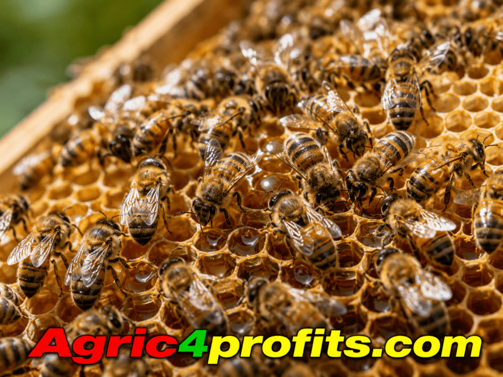 Où Faire Le Miel Des Abeilles Nid