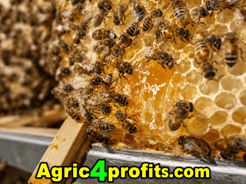 Pourquoi Les Abeilles Important