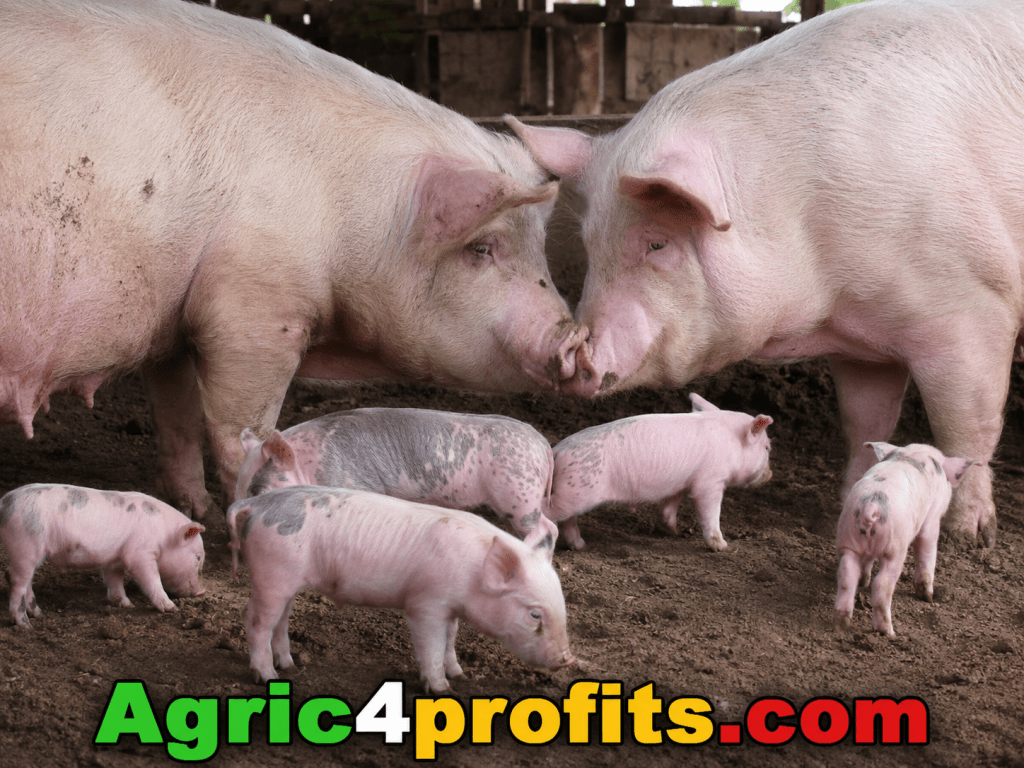 Inbreeding, Importance and It's Effect in Pig Farming