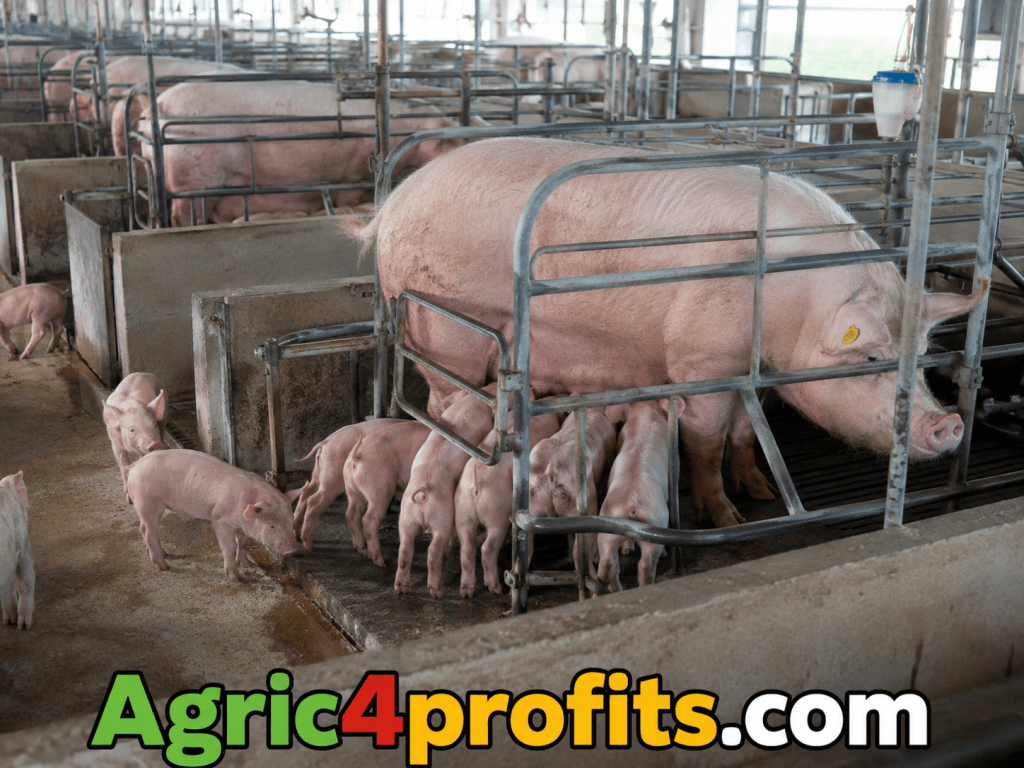 Inbreeding, Importance and It's Effect in Pig Farming