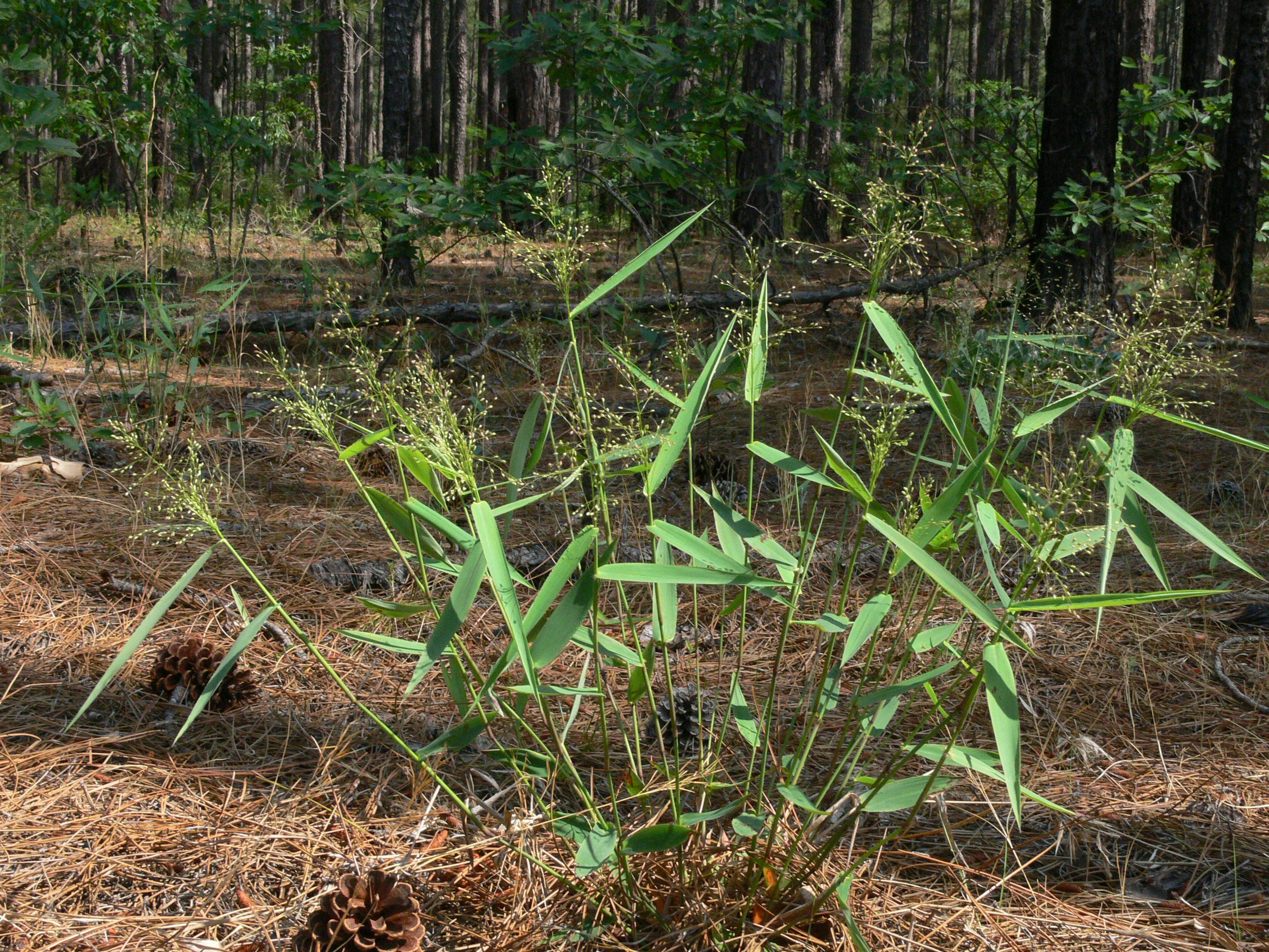 How to Grow, Use and Care for Variable Panicgrass (Dichanthelium commutatum)