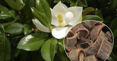 17 Medicinal Health Benefits Of Magnolia Bark (Magnolia genus)