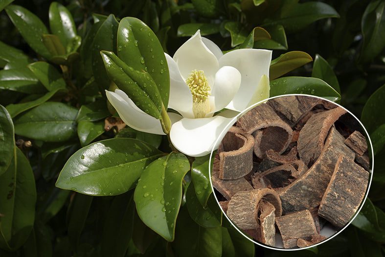 17 Medicinal Health Benefits Of Magnolia Bark (Magnolia genus)