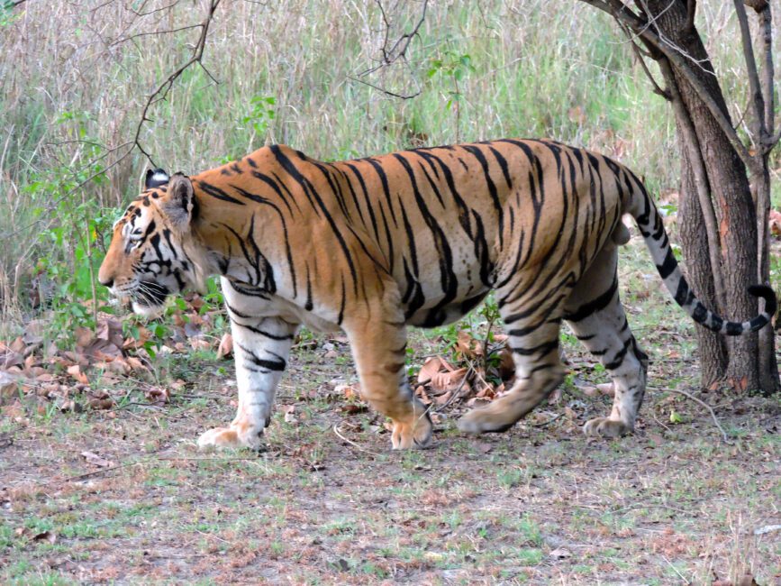 The History and Origin of Tigers