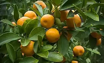 10 Medicinal Health Benefits Of Orange (Citrus sinensis)