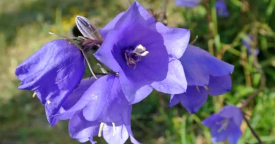 15 Medicinal Health Benefits Of Bellflower (Campanula)