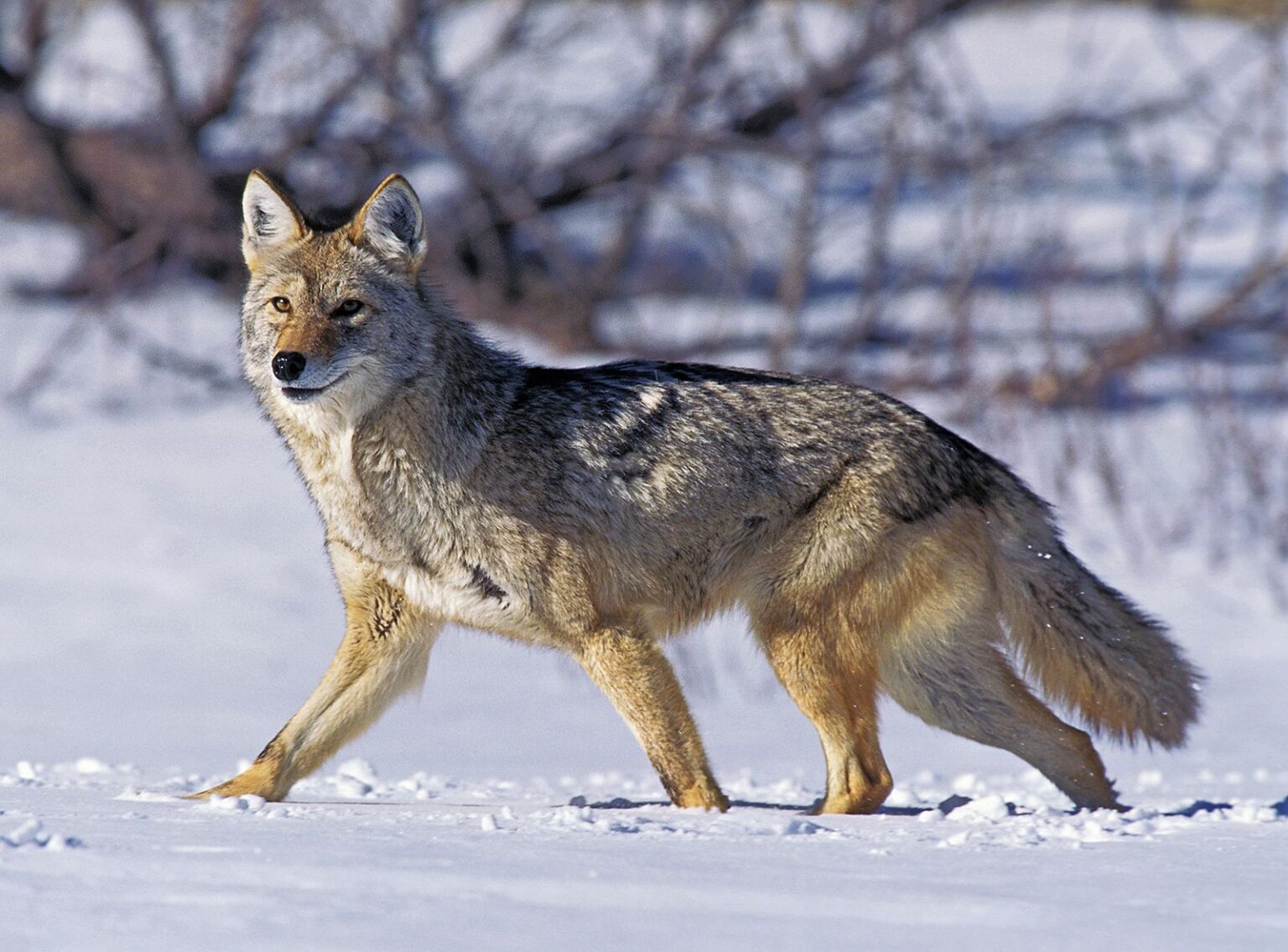 The Appearance and Features of Coyotes - Agric4Profits