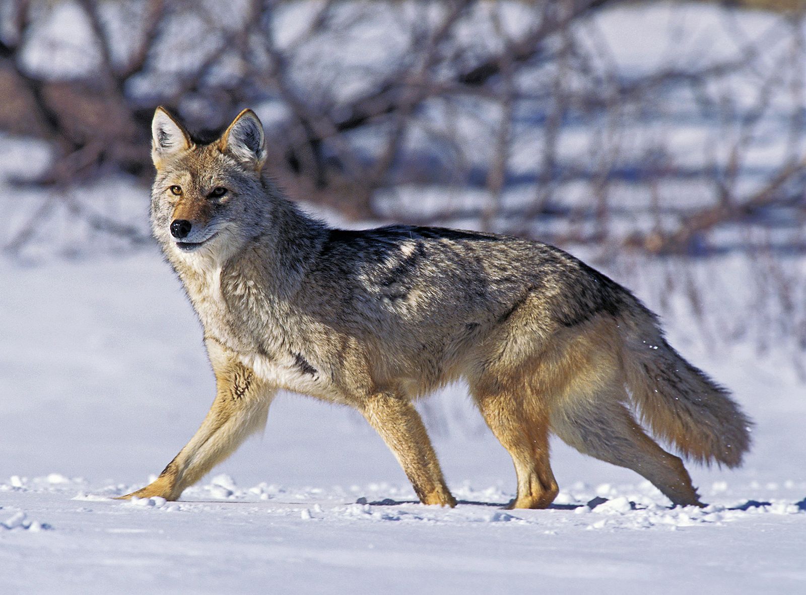 The Appearance and Features of Coyotes