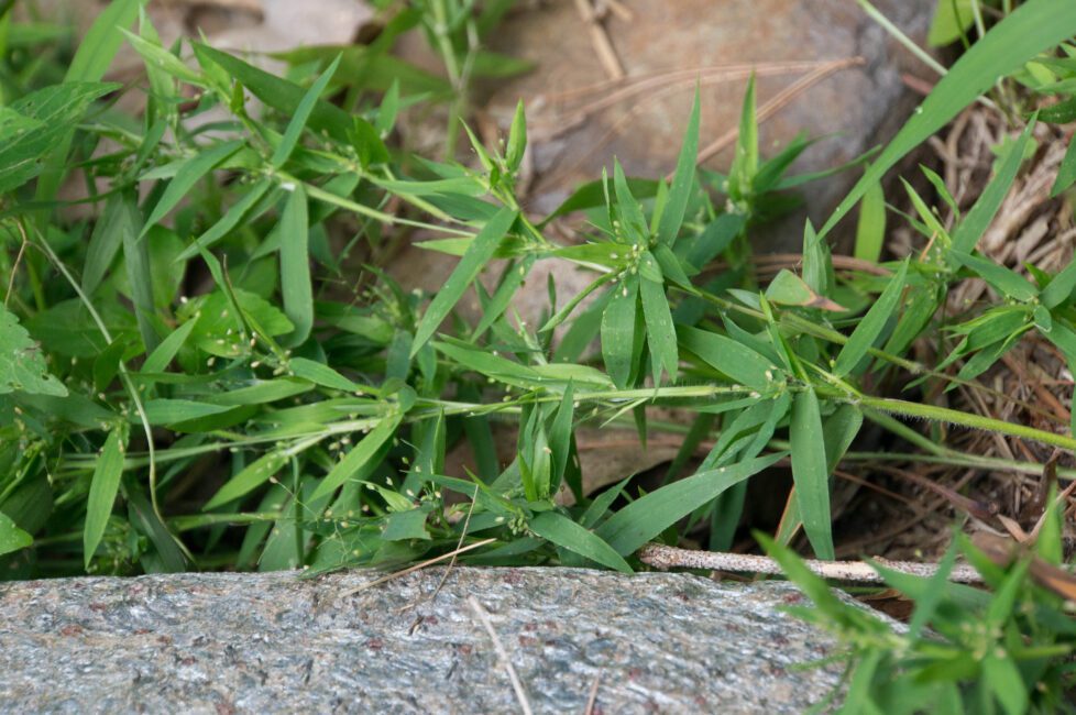 How to Grow, Use and Care for Variable Panicgrass (Dichanthelium commutatum) How to Grow, Use and Care for Variable Panicgrass (Dichanthelium commutatum)