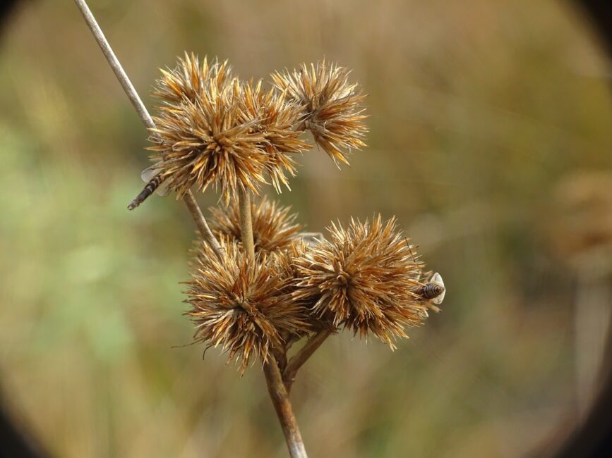 How to Grow, Use and Care for Torrey's Rush Grass (Juncus torreyi)