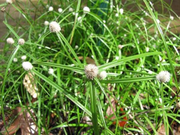 How to Grow, Use and Care for White Kyllinga Grass (Kyllinga nemoralis)