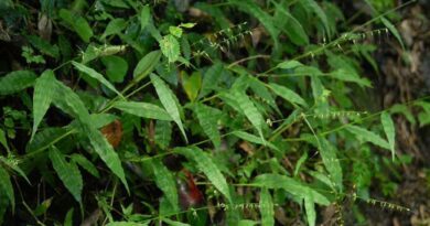 How to Grow, Use and Care for Wavyleaf Basketgrass (Oplismenus undulatifolius)