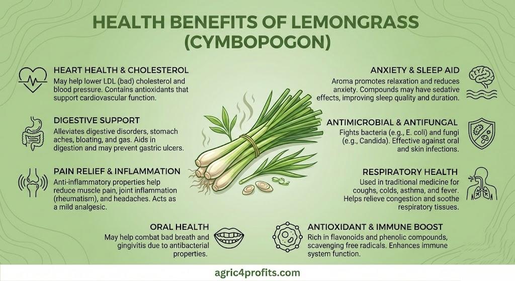 Health Benefits of Lemongrass (Cymbopogon)