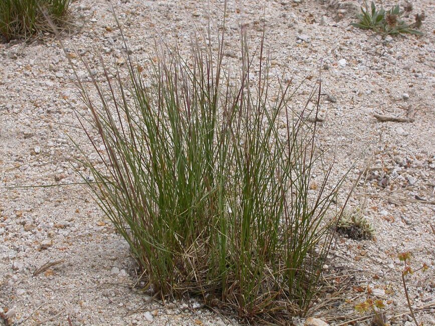 How to Grow, Use and Care for Western Needlegrass (Achnatherum occidentale ssp. Occidentale)