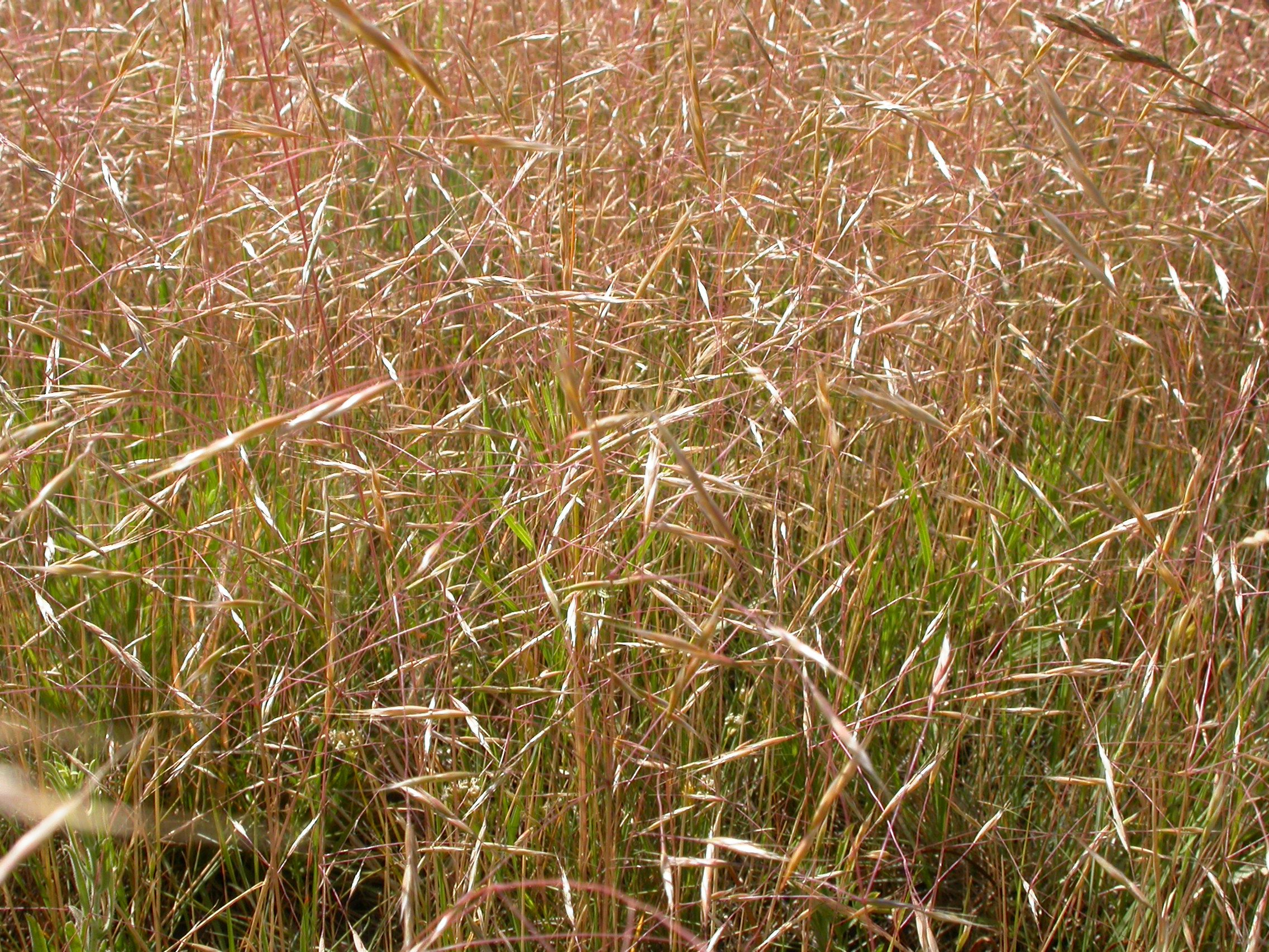 How to Grow, Use and Care for Ventenata Grass (Ventenata dubia)