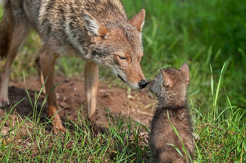 The Appearance and Features of Coyotes