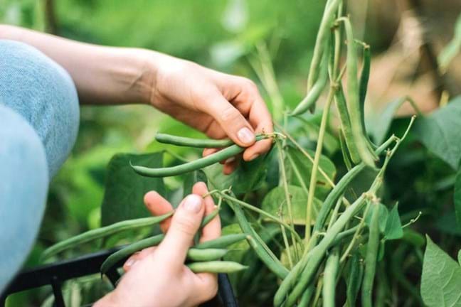 Farming and Care Guide of Beans Farming and Care Guide of Beans