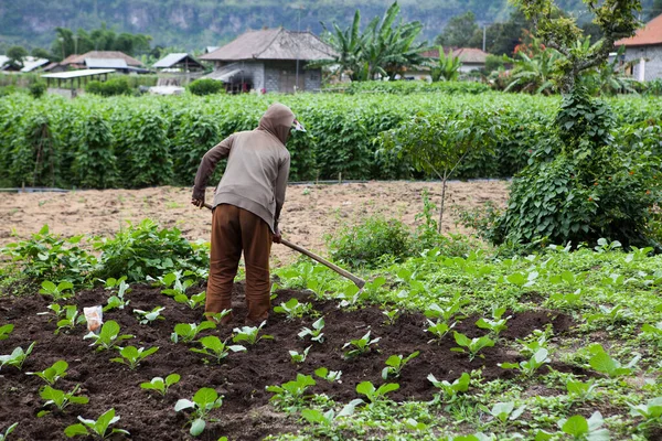 The Benefits of Subsistence Farming