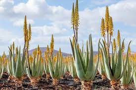 19 Medicinal Health Benefits of Aloe Vera (Aloe barbadensis miller)