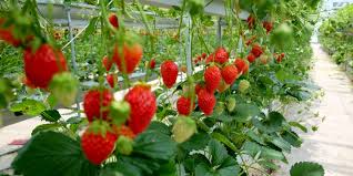 Guide on How to Start a Strawberry Farming