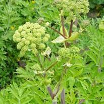 19 Medicinal Health Benefits Of Angelica (Angelica archangelica)