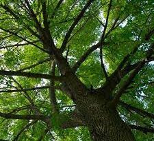 19 Medicinal Health Benefits Of Ash Trees (Fraxinus)