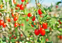 Medicinal Health Benefits Of Chinese Wolfberry
