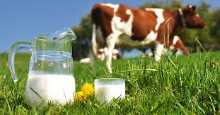 Cow's Milk: Economic Benefits and Uses