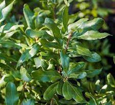 16 Medicinal Health Benefits Of Bayberry (Myrica pensylvanica)