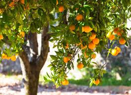 Importance and Different Uses of Oranges