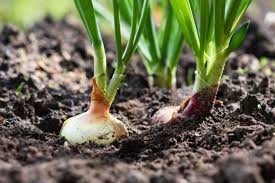 How to Grow and Care for Onions