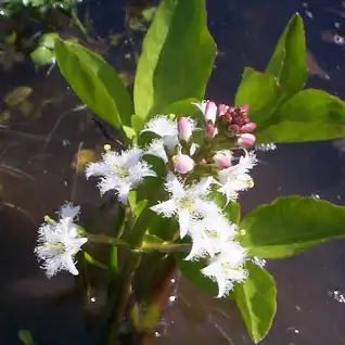 16 Medicinal Health Benefits of Bogbean (Menyanthes trifoliata)