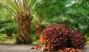 How to Grow the Oil Palm Tree