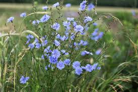 The Importance and Uses of Chicory 