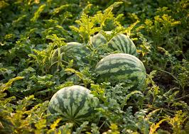 Growing and Care Guide of Watermelon