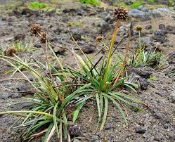 How to Grow, Use and Care for Tropical Fimbry Grass (Fimbristylis cymosa)