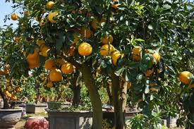 How to Grow and Care for Grapefruits 