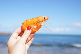 The Appearance and Features of Shrimp The Appearance and Features of Shrimp