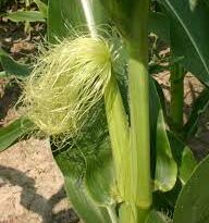 20 Medicinal Health Benefits Of Corn Silk (Zea mays)