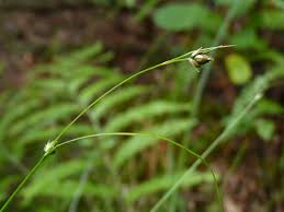 How to Grow, Use and Care for Threeseeded Sedge (Carex trisperma)