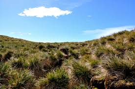 How to Grow, Use and Care for Tussock Grass (Poa flabellata)