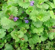 18 Medicinal Health Benefits Of Ground Ivy (Glechoma hederacea)