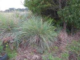 How to Grow, Use and Care for Tussock Paspalum Grass (Paspalum quadrifarium)
