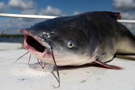 Health, Lifespan and Farming Guide of Catfish 