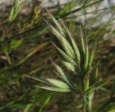 How to Grow, Use and Care for Weedy Brome Grass (Bromus alopecuros)