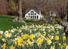Guide on How to Start a Whiteflower Farm Guide on How to Start a Whiteflower farm